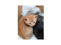 Kitten vergeben - Mischlingskatzen - Bild 2