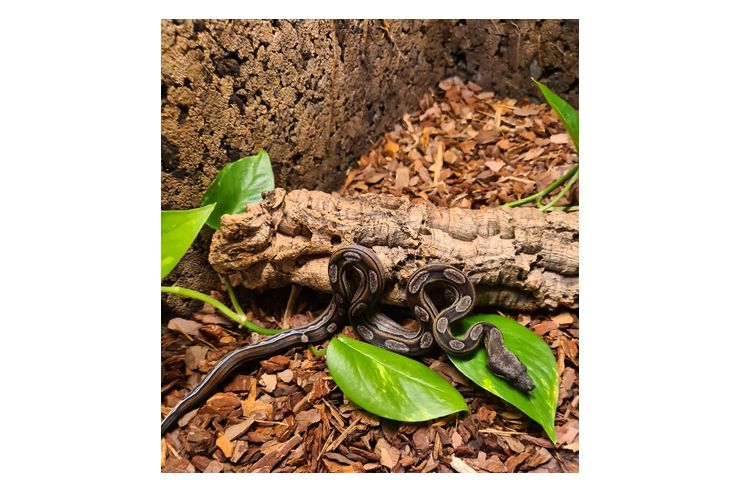 Albino Leopard Motley Eclypse Boas - Schlangen - Bild 1