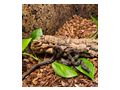Albino Leopard Motley Eclypse Boas - Schlangen - Bild 1