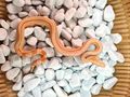 Albino Leopard Motley Eclypse Boas - Schlangen - Bild 3