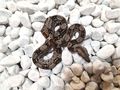 Albino Leopard Motley Eclypse Boas - Schlangen - Bild 5