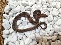 Albino Leopard Motley Eclypse Boas - Schlangen - Bild 7