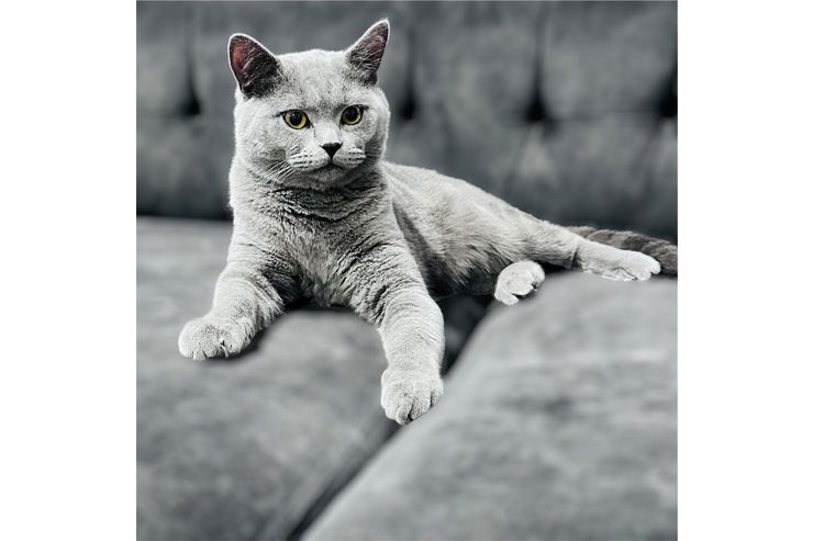 Zwei Wunderschne British Kurzhaar Kater - Rassekatzen - Bild 1