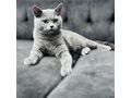 Zwei Wunderschne British Kurzhaar Kater - Rassekatzen - Bild 1