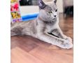 Zwei Wunderschne British Kurzhaar Kater - Rassekatzen - Bild 2