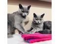 Zwei Wunderschne British Kurzhaar Kater - Rassekatzen - Bild 3