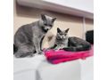 Zwei Wunderschne British Kurzhaar Kater - Rassekatzen - Bild 4