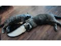 Zwei Wunderschne British Kurzhaar Kater - Rassekatzen - Bild 5