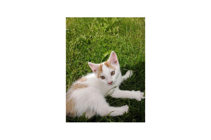 Ser Babykater - Mischlingskatzen - Bild 1