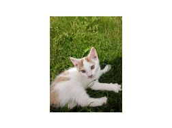 Ser Babykater - Mischlingskatzen - Bild 1