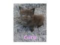 Verschmuste Kuschelcoonies - Rassekatzen - Bild 1