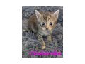 Verschmuste Kuschelcoonies - Rassekatzen - Bild 2
