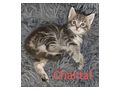Verschmuste Kuschelcoonies - Rassekatzen - Bild 4