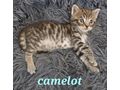 Verschmuste Kuschelcoonies - Rassekatzen - Bild 5