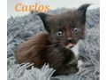 Verschmuste Kuschelcoonies - Rassekatzen - Bild 6