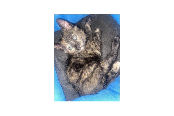 Babykatzen 10 Wochen jung - Mischlingskatzen - Bild 1