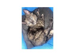 Babykatzen 10 Wochen jung - Mischlingskatzen - Bild 1
