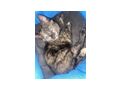 Babykatzen 10 Wochen jung - Mischlingskatzen - Bild 1