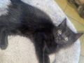 Babykatzen 10 Wochen jung - Mischlingskatzen - Bild 2