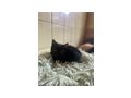 Babykatzen 10 Wochen jung - Mischlingskatzen - Bild 3