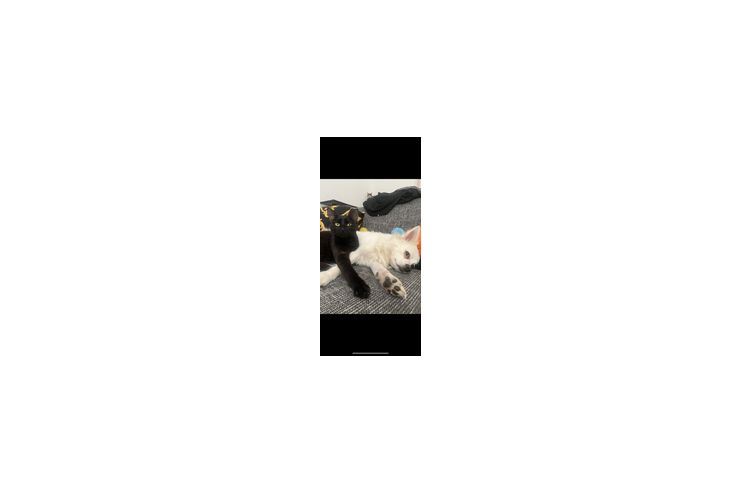 Spitz Dame - Mischlingshunde - Bild 1