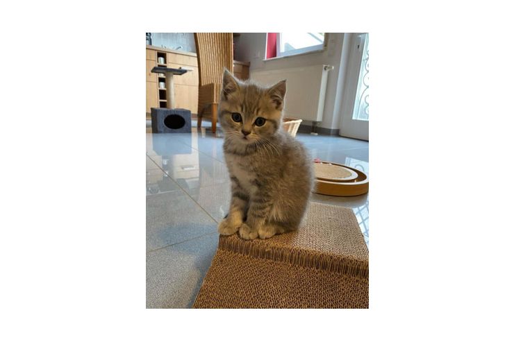 Schne BKH Katzen verfgbar - Mischlingskatzen - Bild 1