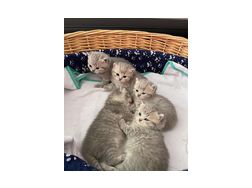 Gesunde BKH Katzen - Mischlingskatzen - Bild 1