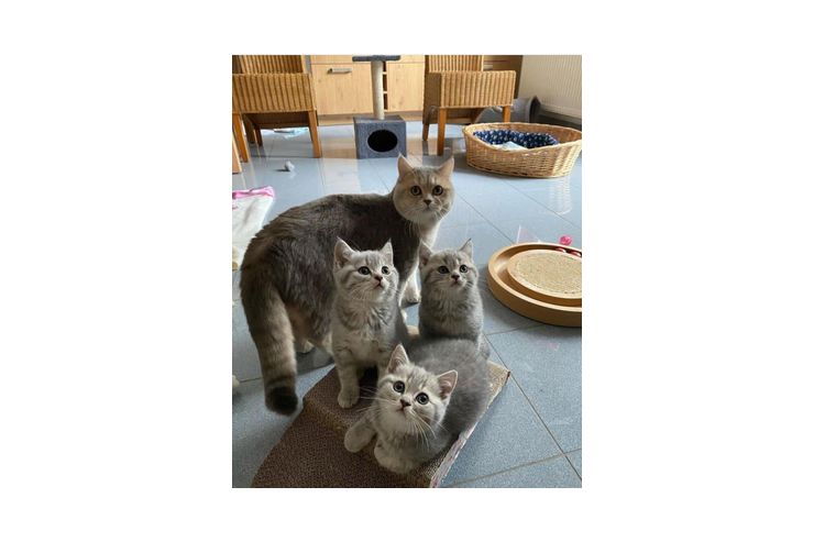 Wunderschne BKH Katzen erhltlic - Mischlingskatzen - Bild 1