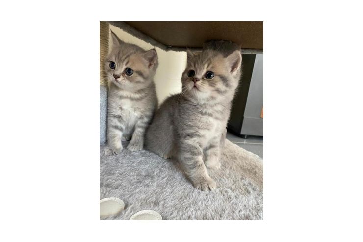 Wunderschne BKH Katzen verkaufen - Mischlingskatzen - Bild 1