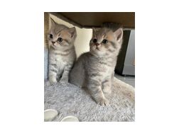 Wunderschne BKH Katzen verkaufen - Mischlingskatzen - Bild 1