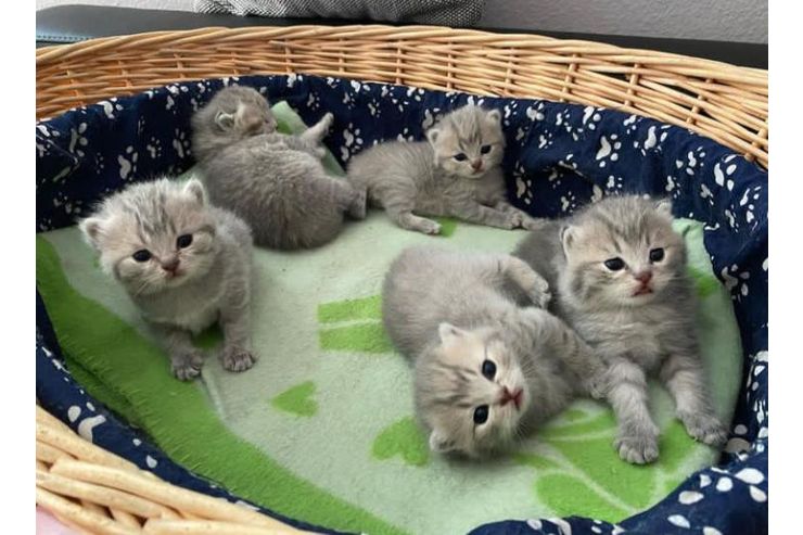 Se BKH Katzen - Mischlingskatzen - Bild 1
