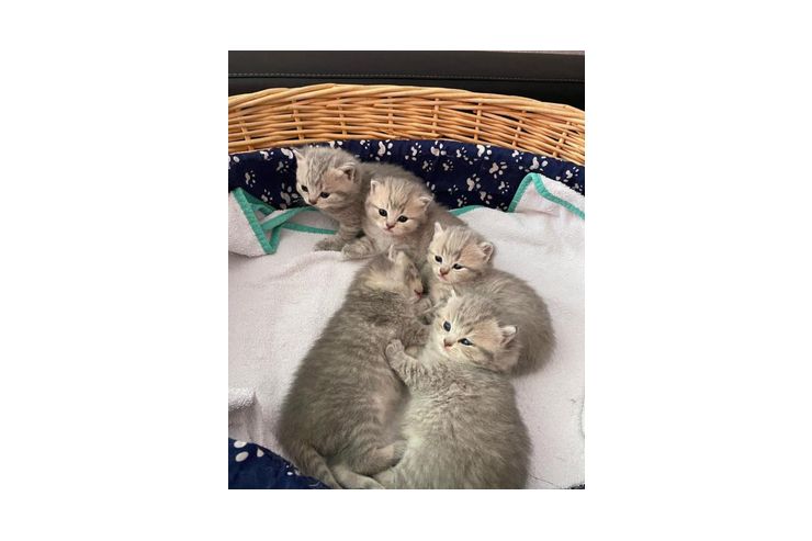 Schne BKH Katzen verkaufen - Mischlingskatzen - Bild 1