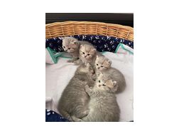 Schne BKH Katzen verkaufen - Mischlingskatzen - Bild 1