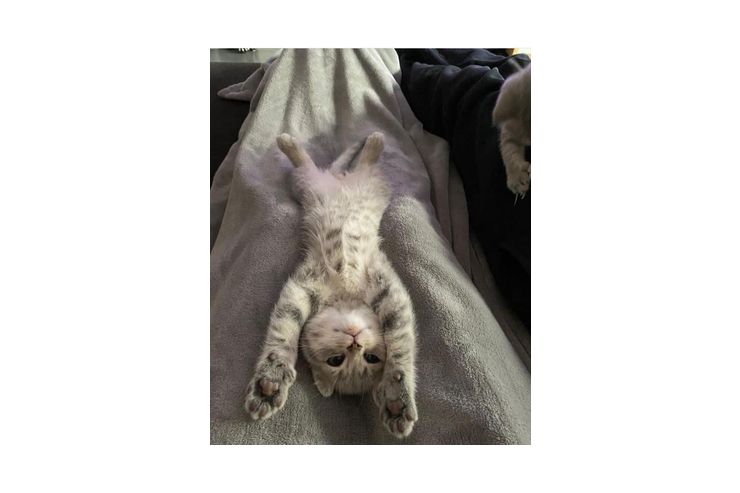 BKH Katzen Verkauf - Mischlingskatzen - Bild 1