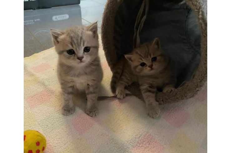 Wunderschne BKH Katzen Ktzchen - Mischlingskatzen - Bild 1