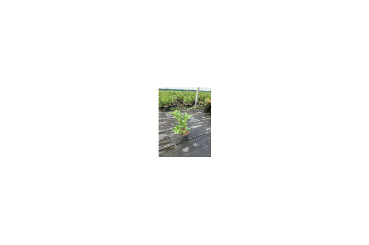 Lorbeerkirsche Rotundifolia 40 60 Topf 5 L - Pflanzen - Bild 1
