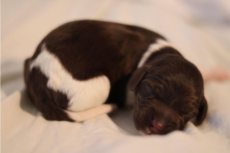 Kleine Mnsterlander - Rassehunde - Bild 1