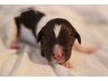 Kleine Mnsterlander - Rassehunde - Bild 7