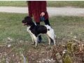 Kleine Mnsterlander - Rassehunde - Bild 3