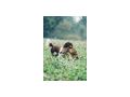 Kleine Mnsterlander - Rassehunde - Bild 4