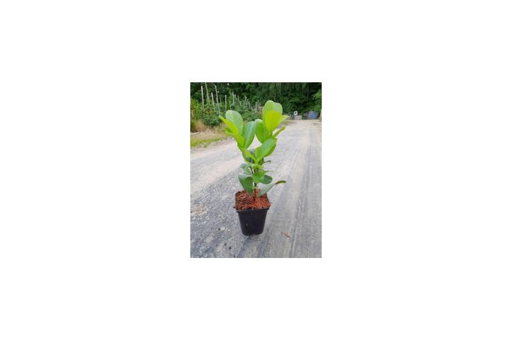 Lorbeerkirsche Rotundifolia 40 60 Topf 5 L - Pflanzen - Bild 1