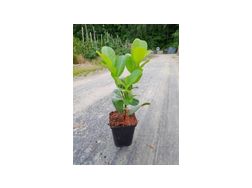 Lorbeerkirsche Rotundifolia 40 60 Topf 5 L - Pflanzen - Bild 1