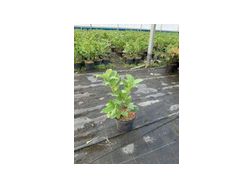 Lorbeerkirsche Rotundifolia 40 60 Topf 5 L - Pflanzen - Bild 1