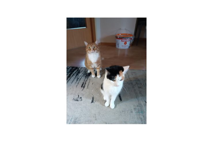 2 Katzen verschenken - Mischlingskatzen - Bild 1
