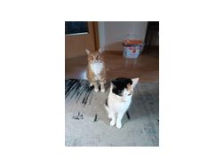 2 Katzen verschenken - Mischlingskatzen - Bild 1