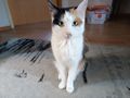 2 Katzen verschenken - Mischlingskatzen - Bild 2
