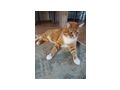 2 Katzen verschenken - Mischlingskatzen - Bild 3