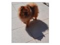 Zwergspitz Hndin Junghund knapp 1 J rot m Fci - Rassehunde - Bild 2