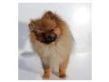 Zwergspitz Hndin Junghund knapp 1 J rot m Fci - Rassehunde - Bild 3