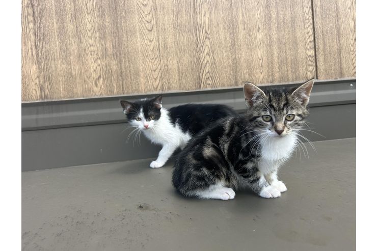 Babykatzen - Mischlingskatzen - Bild 1